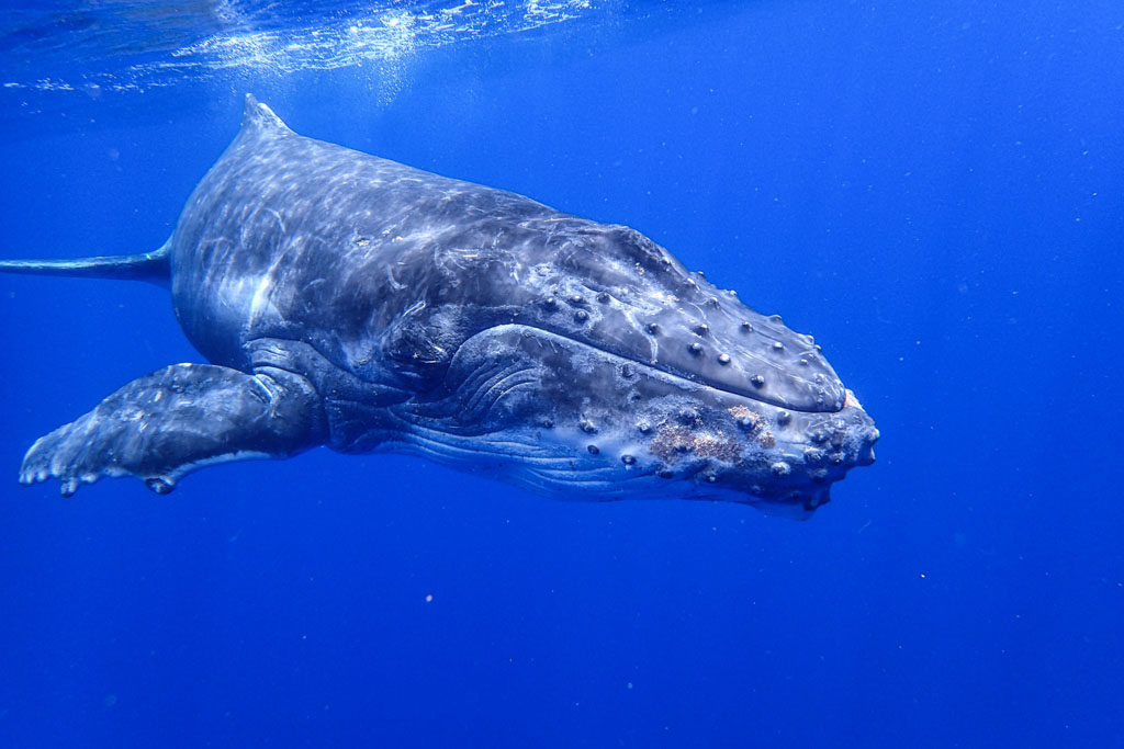Oog in oog met een walvis is Tonga
